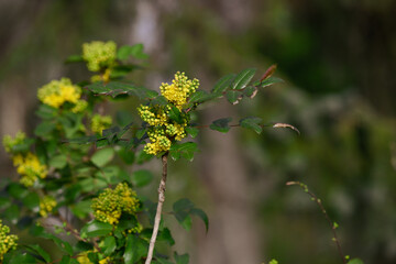 flowers in the garden