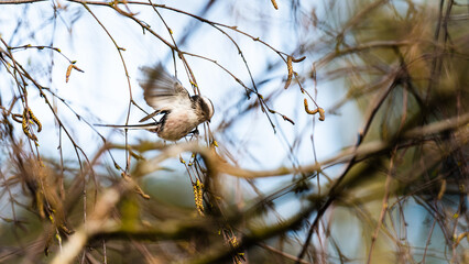Kleiner Singvogel 2
