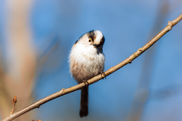 Kleiner Singvogel 1