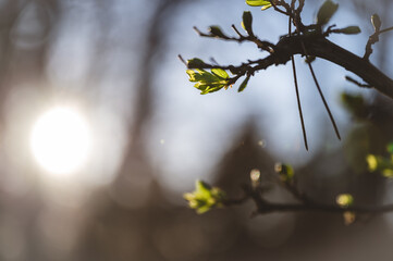 Frühling