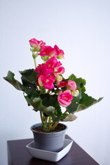 Beautiful potted plant against white background