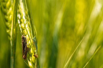 Fototapeta premium insect on green wheat, close-up, selective focus, defocused background