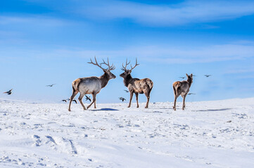 Deer in the snow in the natural streak of the nature reserve in the mountains. The symbol of the New Year and Christmas of the team of Santa Claus, the leader of the pack of the leader of the reindeer