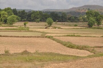 rice field in the morning