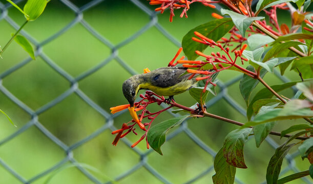 Purple Sunbird On A Firebush