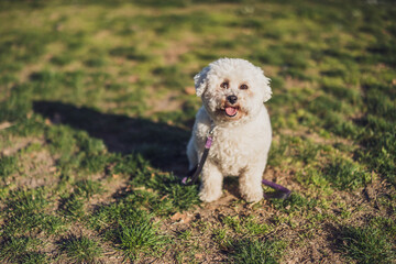 White Bichon Frise dogs sitting on grass on sunny day.