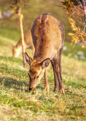 Beautiful spotted deer in the mountains against the background of green grass and snow. Fairytale spring landscape with wild animals.