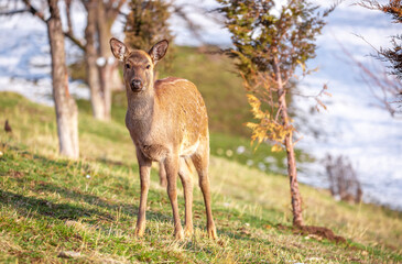 Beautiful spotted deer in the mountains against the background of green grass and snow. Fairytale spring landscape with wild animals.