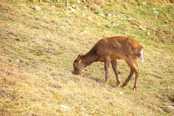 Beautiful spotted deer in the mountains against the background of green grass and snow. Fairytale spring landscape with wild animals.