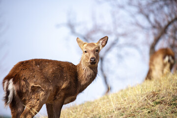 Beautiful spotted deer in the mountains against the background of green grass and snow. Fairytale spring landscape with wild animals.