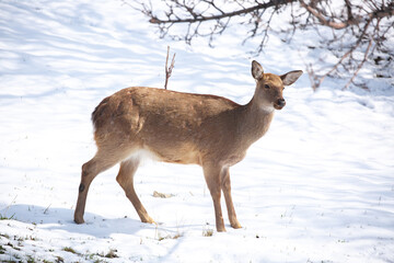 Beautiful spotted deer in the mountains against the background of green grass and snow. Fairytale spring landscape with wild animals.