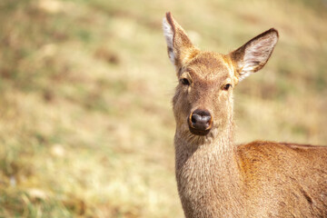 Beautiful spotted deer in the mountains against the background of green grass and snow. Fairytale spring landscape with wild animals.