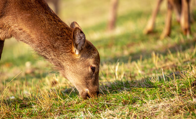 Beautiful spotted deer in the mountains against the background of green grass and snow. Fairytale spring landscape with wild animals.