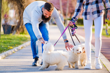 White Bichon Frise dogs walking next to its owners on sunny day.