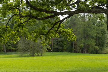 Beautiful landscape with green grass and trees on a summer sunny day.