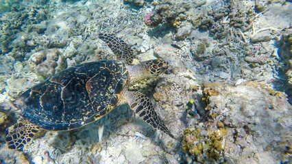 A turtle swimming peaceful above a coral reef next to the shore of Gili Air, Lombok Indonesia. Beautiful and crystal clear water. Peaceful movement of a marine animal. Natural habitat of wild turtles