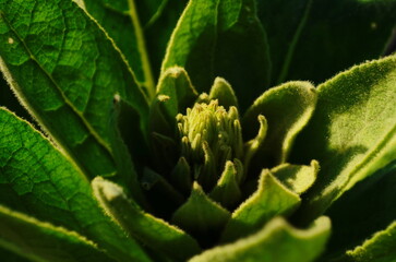 Close up of a hairy rosette of the great or common mullein in the first year of its growth