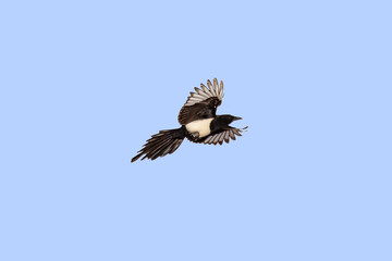 Common Magpie (Pica pica) in flight