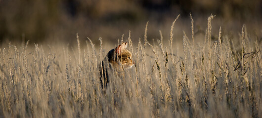 African Wildcat ( Felis silvestris lybica ) Kgalagadi Transfrontier Park, South Africa