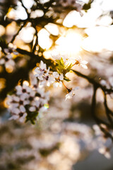 Cherry blossoms in the sun