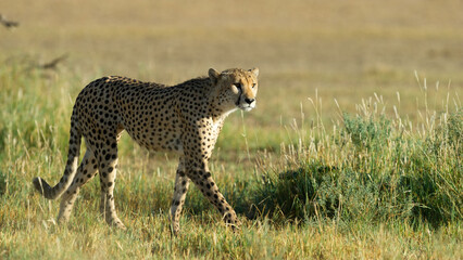 Cheetah (Acinonyx jubatus) Kgalagadi Transfrontier Park, South Africa