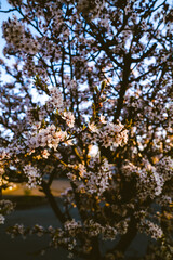 Fototapeta premium blossom in spring