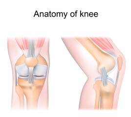 knee anatomy. side and front view. Cross section of the joint