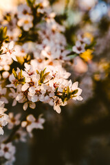Cherry blossoms in the park