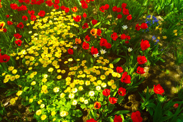 Obraz premium Beautiful view of yellow-red blooming flowers in spring.