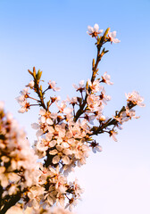 Cherry blossoms in the park