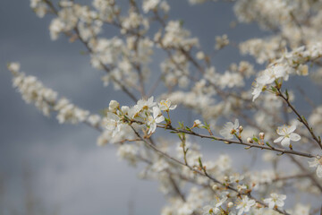 blossom in spring