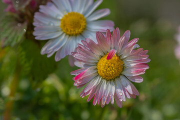 Obraz premium daisies in the garden