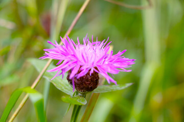 Beautiful field flowering flower in the meadow in spring or summer. Cornflower.