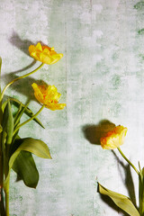Spring flowers yellow tulips on white with green wooden table background. Vintage green surface.