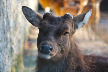 Close-up of a beautiful young deer. Wildlife.