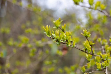 close-up Young, succulent leaves of boxwood, green defocus background. Evergreen Garden, selective focus