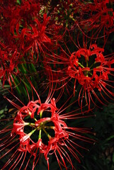 花火のような彼岸花