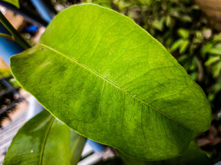 Close-up view natural fresh Botanical leaf 