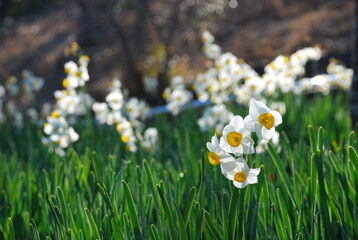 ひだまりの水仙