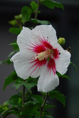 雨の日のムクゲ