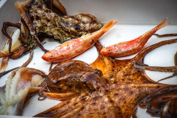 fresh fish and octopus,  fish market in catania, sicily, italy, europe