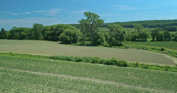Aerial drone view flying forward accross a field of corn in the summer