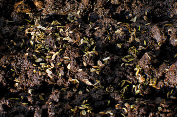 Plant seeds in the ground, close-up. The concept of growing vegetables, agriculture.