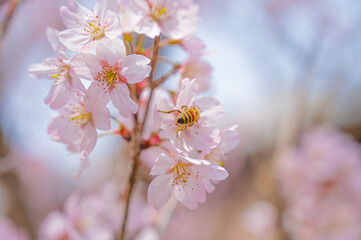 ふんわりとした桜