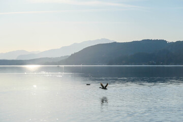 Obraz premium A view on a lake and Alps in the back. The calm surface of the lake is reflecting the mountains, sunbeams and clouds. Clear and sunny day. Calm and relaxed feeling. Few ducks crossing the lake