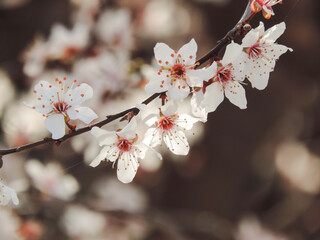 branch of plum tree with blooming white flowers on blured background.