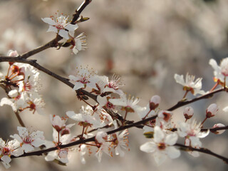 Obraz premium branch of plum tree with blooming white flowers on blured background.