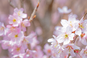 ふんわりとした桜