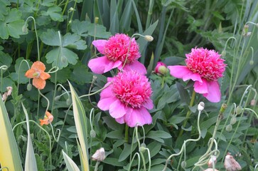 Blooming peony, Paeonia officinalis 'Anemoniflora'