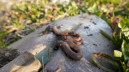 Close-up shot of mature worms in the garden. The worms were found digging the ground.